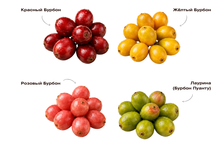 кофе бурбон арабика кофе бурбон арабика
