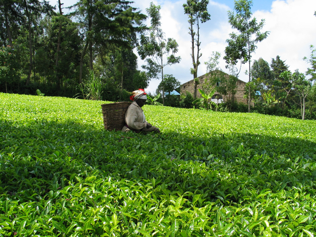 Кенийский чай.jpg