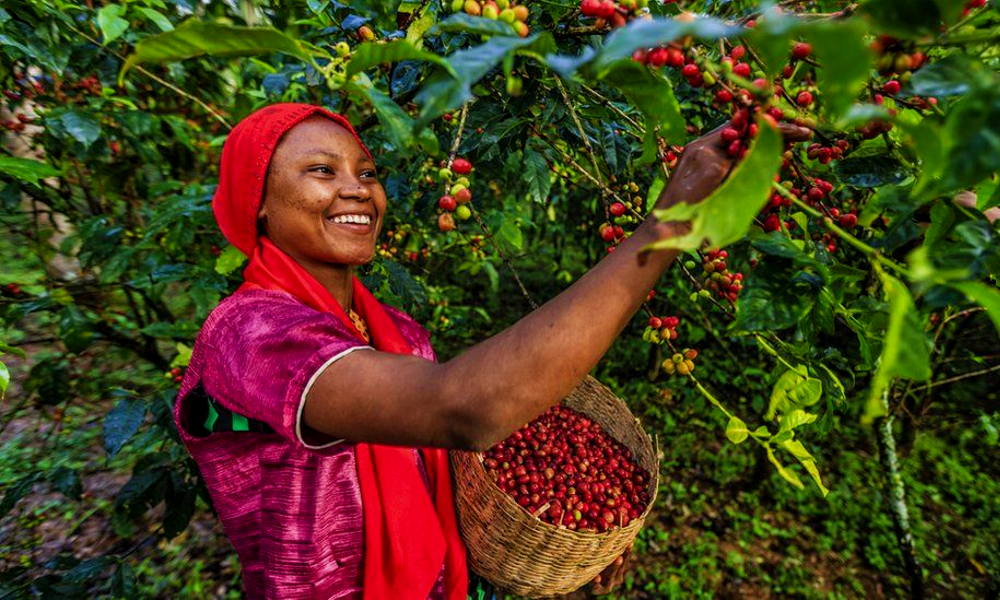 Coffee-Production-Africa.jpg Coffee-Production-Africa.jpg