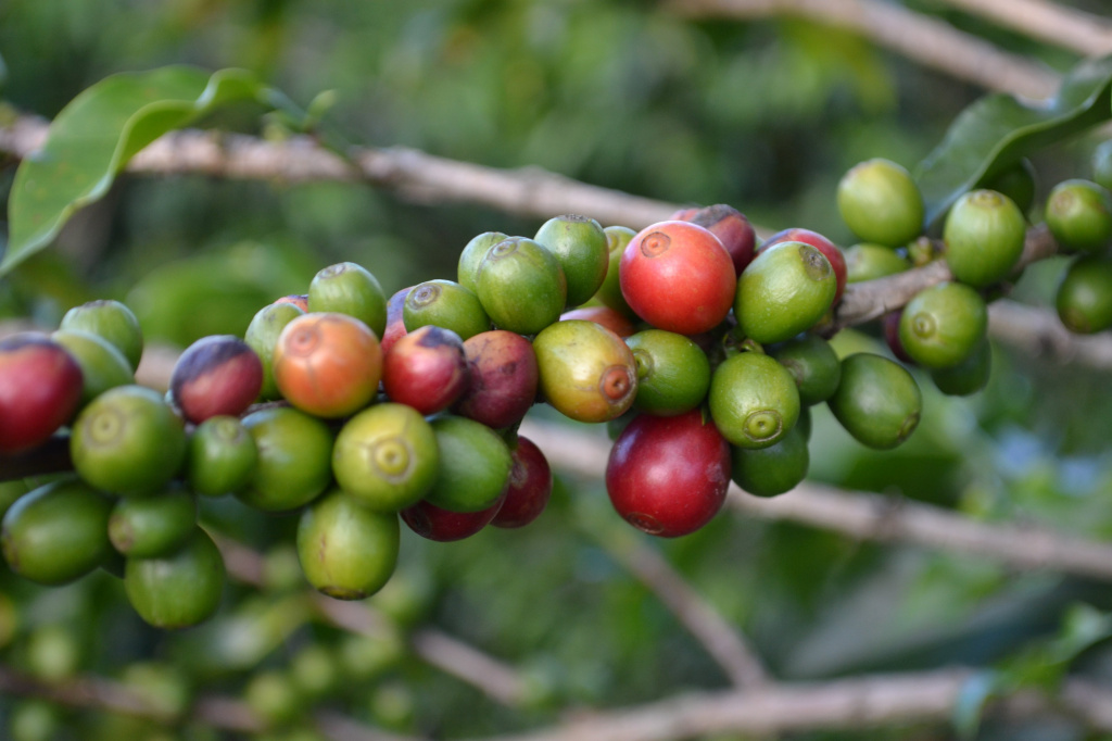 Honduras_coffee.jpg Honduras_coffee.jpg