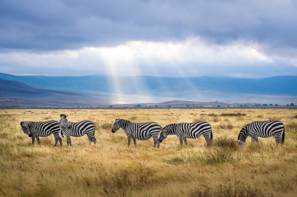 five-zebra-grazing-on-grass-field-2862070.jpg five-zebra-grazing-on-grass-field-2862070.jpg
