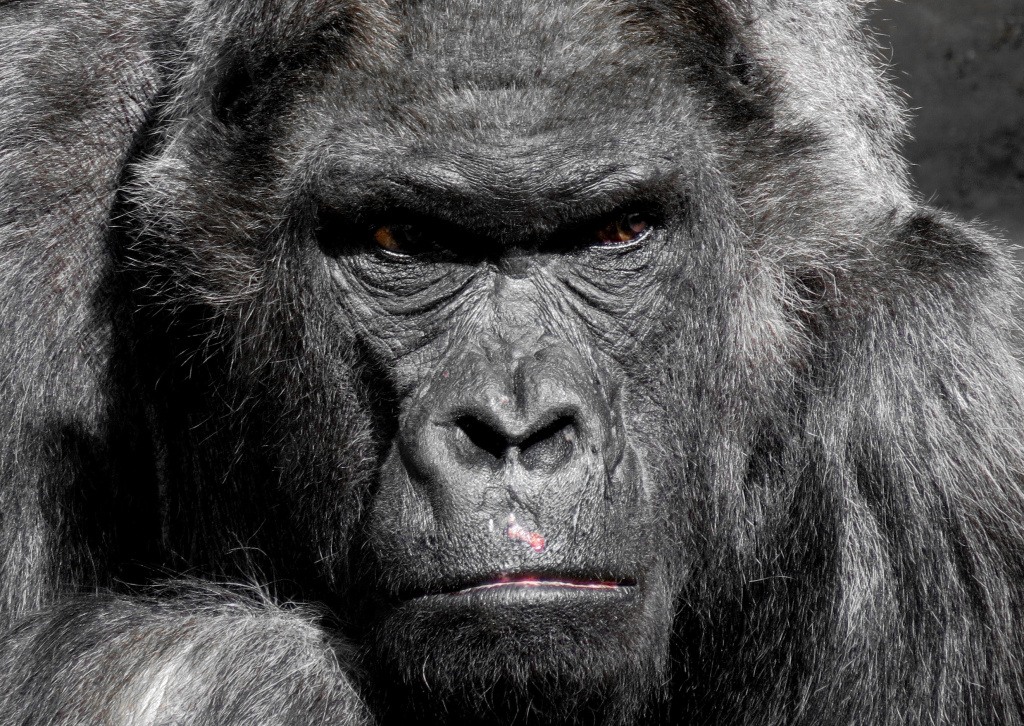 gorilla-animal-35992.jpg gorilla-animal-35992.jpg
