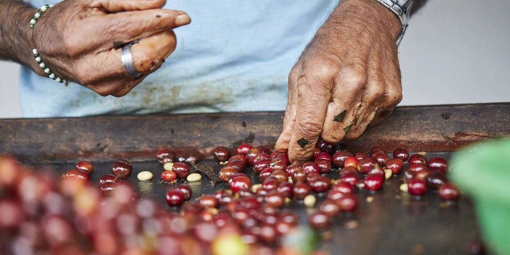 Совместная ферментация vs. инокуляция дрожжами: в чем разница и почему вокруг этого столько споров?
