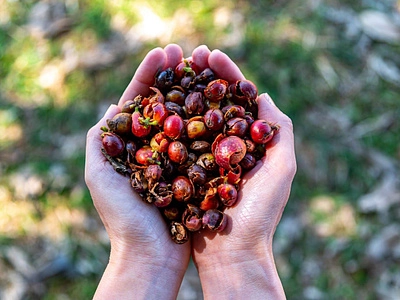 Каскара – что это, какой вкус и как заваривать?