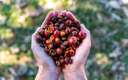 Каскара – что это, какой вкус и как заваривать?