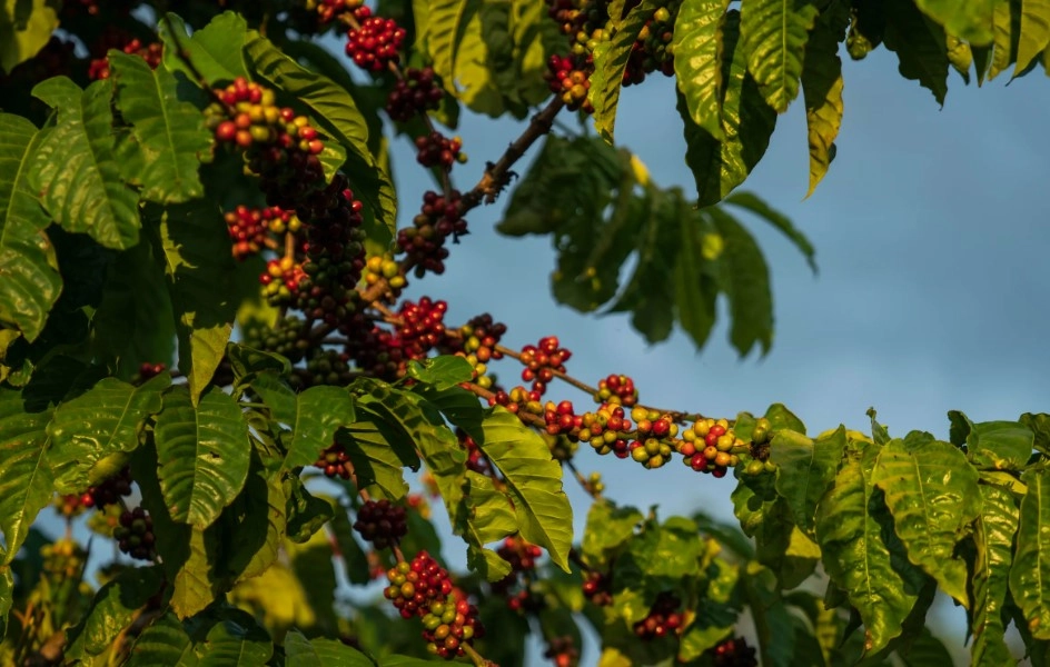 Что значит Heirloom кофе: почему эфиопские сорта называют «наследием» и в чем их особенность