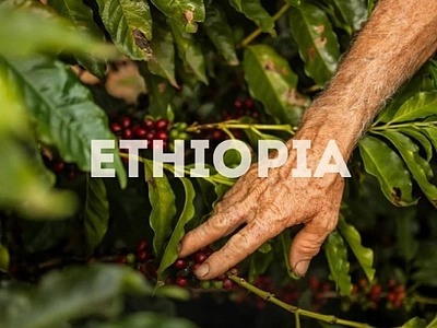 Что значит Heirloom кофе: почему эфиопские сорта называют «наследием» и в чем их особенность