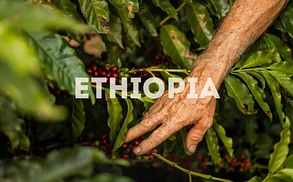 Что значит Heirloom кофе: почему эфиопские сорта называют «наследием» и в чем их особенность