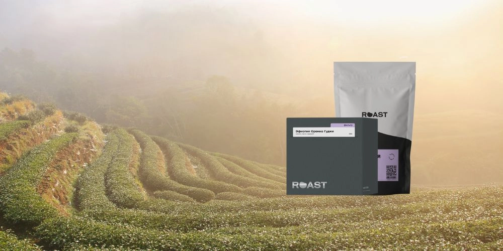 Эфиопия Оромиа Гуджи