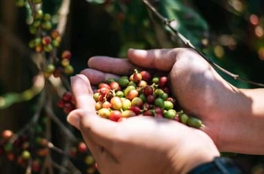 Краткая история генома арабики: как случайная гибридизация изменила мировой кофе