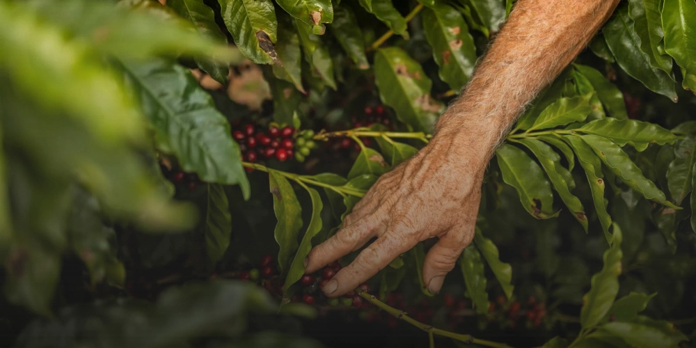 Колумбия Рисаральда Розовый Бурбон