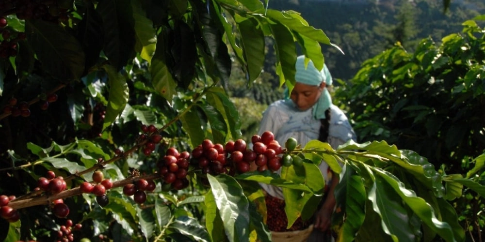 photo_2025-07-25_17-27-47.jpg photo_2025-07-25_17-27-47.jpg