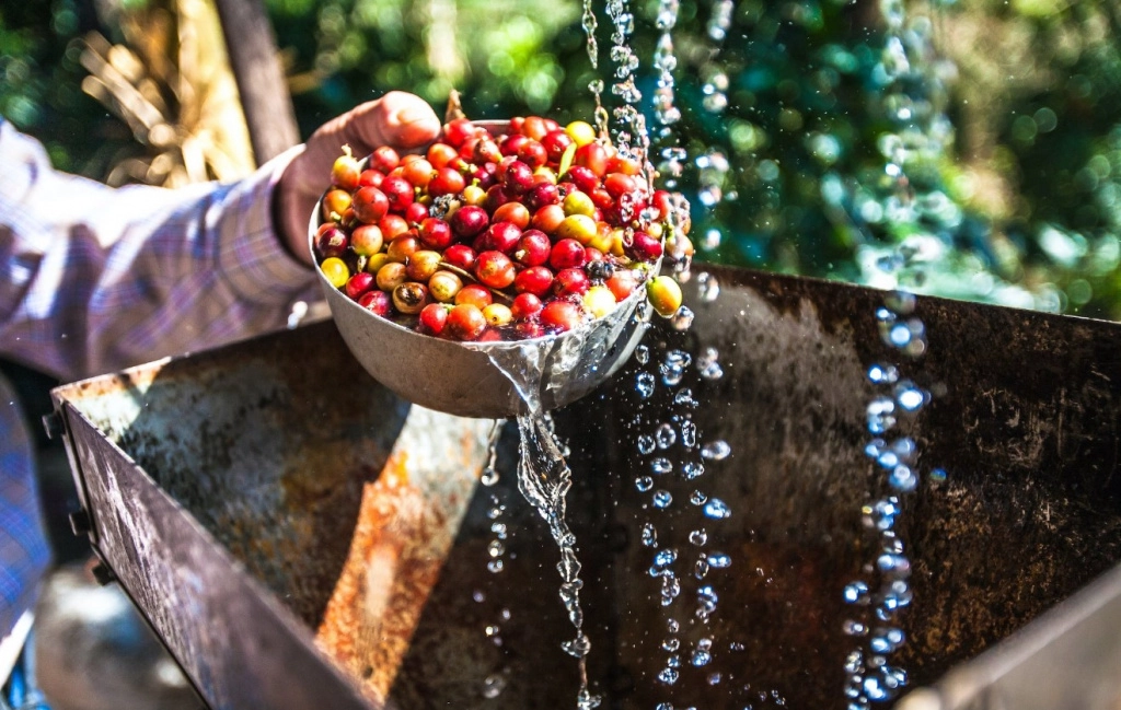 гондурас эль парасио.jpg