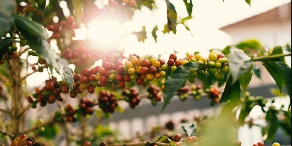 эфиопия ададо.jpg эфиопия ададо.jpg