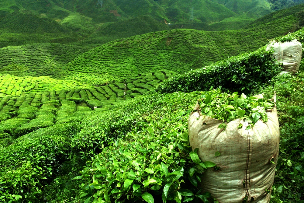 шриланка шоуледнс.jpg шриланка шоуледнс.jpg