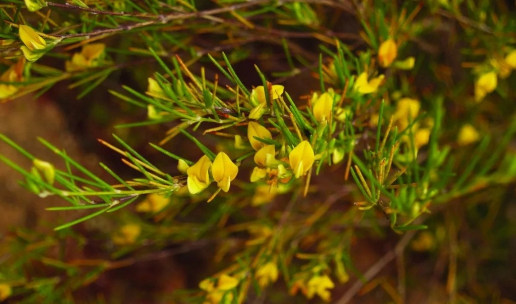 ройбуш.jpg ройбуш.jpg